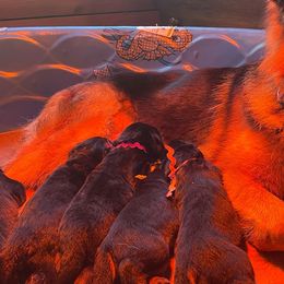 German Shepherds from Flood Farm German Shepherds