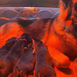 German Shepherds from Flood Farm German Shepherds