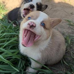 Red Merle - Red merle and white male American Corgi puppy in Pioneer, Michigan from Country Corners Corgis