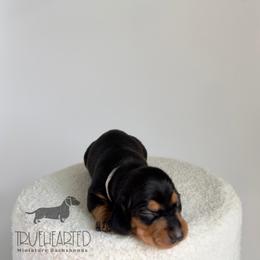 Joey - Black and tan male Dachshund puppy in Royse City, Texas from Truehearted Miniature Dachshunds