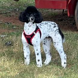 Charlie - Parti female Poodle puppy in Huntsville, Alabama from Flint River Poodles