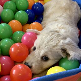 Goldendoodle Puppies from Grace of God Goldendoodles