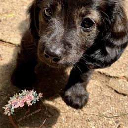 Dachshund Puppies from Lovin’ Li’s Furry Sausages