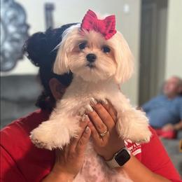 Minji - Maltese