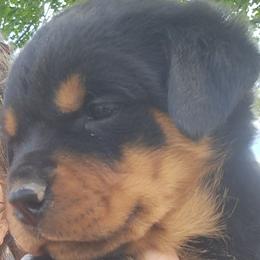 Girl 2 - Black and mahogany female Rottweiler puppy in De Witt, Iowa from Irish Eyes Kennels