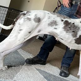 Great Danes from Wild Things