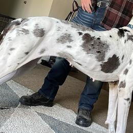 Great Danes from Wild Things