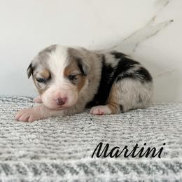 Martini - Blue merle male Australian Shepherd puppy in Kearney, Nebraska from Helix Aussies