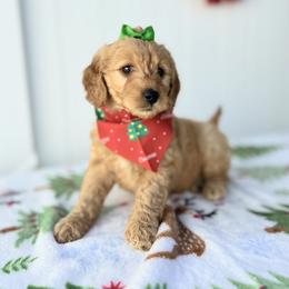 Eve - Red  female Goldendoodle puppy in Apopka, Florida from Rae Precious Puppies