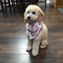 Goldendoodle All Grown Up from Ouachita Gold Diggers