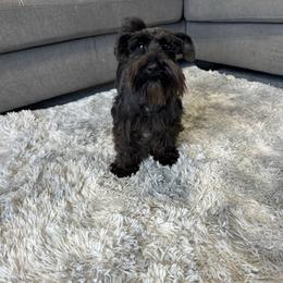 Zoey - Miniature Schnauzer