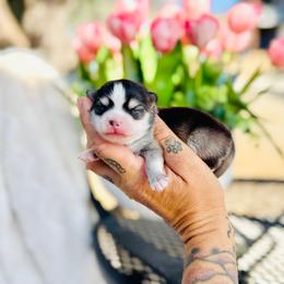 Patriot - Black and white male Pomsky puppy in Yavapai County, Arizona from Pawsh Pomskies