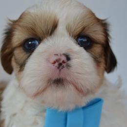 Fade - Brindle male Shih Tzu puppy in San Tan Valley, Arizona from My Puppy Tzu