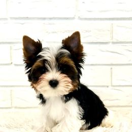 Chip - Biewer Terrier