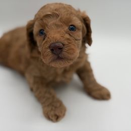 Cedar - Red  male Poodle puppy in Southampton, New Jersey from Lavishly Loved Pets LLC