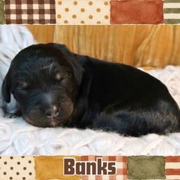 Banks - Phantom male Bernedoodle puppy in Bowling Green, Ohio from Windy Creek Doodles