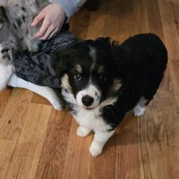 Miniature Australian Shepherd Puppies from Carter's Cuties