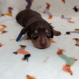 Dark Blue Boy - Chocolate and tan male Dachshund puppy in Cypress, California from Ferrario Dachshunds