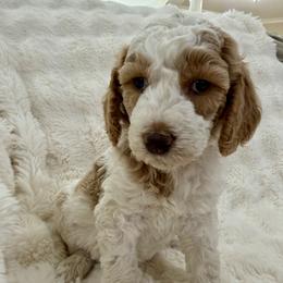 Tommy - Parti male Goldendoodle puppy in Cleburne, Texas from Doodles of the Brazos