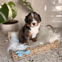 Breeze - Blue merle male Bernedoodle puppy in Las Vegas, Nevada from Dose of Doodles