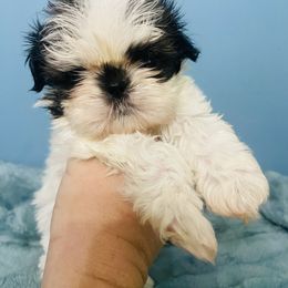 Gizmo - Tricolor male Shih Tzu puppy in Hawthorne, Florida from Simply Southern Shihtzus