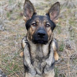 Avi - German Shepherd