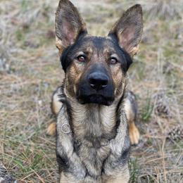 Avi - German Shepherd