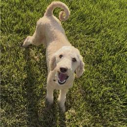 Dolly - Labradoodle