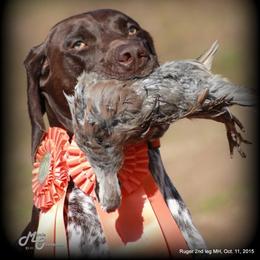 German Shorthaired Pointer Puppies from Keystone Gun Dogs/vom Schlussstein Shorthairs