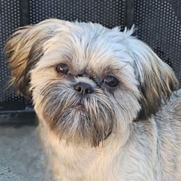 Benny - Brindle male Shih Tzu puppy in Victorville, California from RUMBLE n TUMBLE