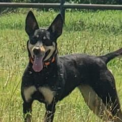 Australian Kelpie All Grown Up from EC Ranch
