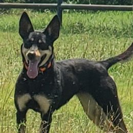 Australian Kelpie All Grown Up from EC Ranch