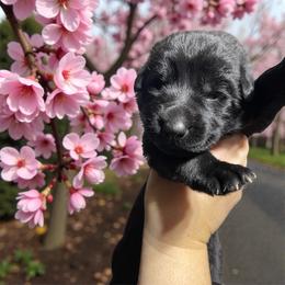 Ritchie - Black male German Shepherd puppy in Oakland, Oregon from VHM German Shepherds
