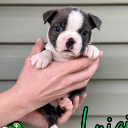 Luigi - Blue male Boston Terrier puppy in West Jefferson, Ohio from Kline Kennels