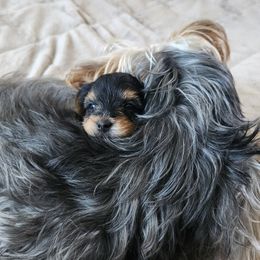 Yorkshire Terrier Puppies from Parti Time Yorkies Indy