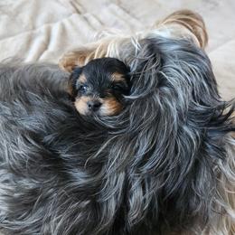 Yorkshire Terrier Puppies from Parti Time Yorkies Indy