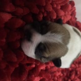 French Bulldog Puppies from PNW French Bulldogs