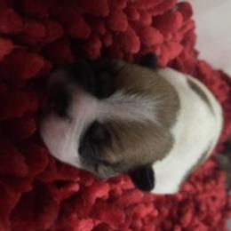 French Bulldog Puppies from PNW French Bulldogs