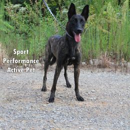 Sochi - Black brindle female Dutch Shepherd puppy in Jasper, Georgia from Von Der King Working Dogs