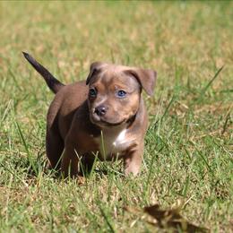 Naomi - Fawn sable female American Bully puppy in Easton, Maryland from Night Court Bullies