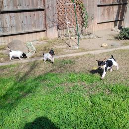 Boston Blackie - White black and tan male Rat Terrier puppy in Mariposa, California from Usona Rat Terriers