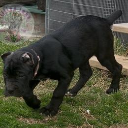 Pink - Black female Cane Corso puppy in Stilwell, Oklahoma from Killing Joke Kennels