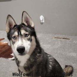 Bourbon - Siberian Husky