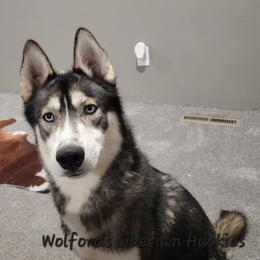 Bourbon - Siberian Husky
