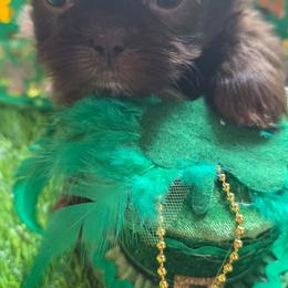 Erine (Theodore) - Chocolate male Shih Tzu puppy in Brighton, Missouri from Morningstar's Shih Tzu