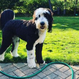 Goldendoodle, Poodle, and Sheepadoodle All Grown Up from Brewer's Goldendoodles & Sheepadoodles