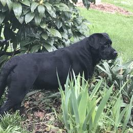 Labrador Retriever Puppies from GreenGate Labs