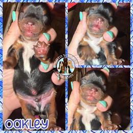 Oakley - Black and tan male Yorkshire Terrier puppy in London, Kentucky from Soto Yorkies
