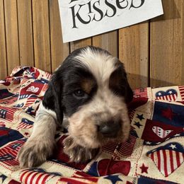 English Springer Spaniel Puppies from Crafts Springer Love