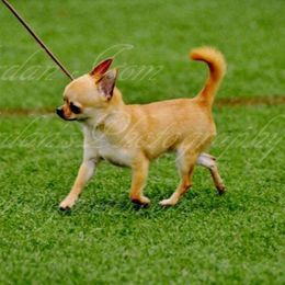 Biggie - Chihuahua
